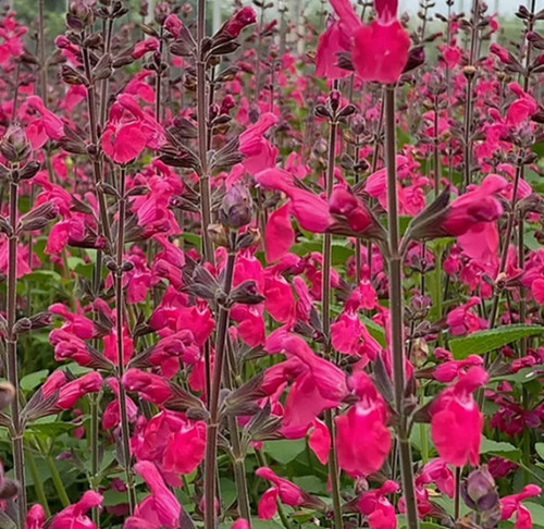 Salvia pink pong hardy - 6,