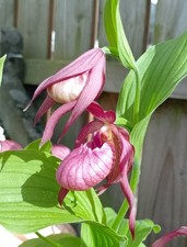 1x Cypripedium Ventricosum FS Lady's Slipper Orchid Hardy Garden XXL Plant
