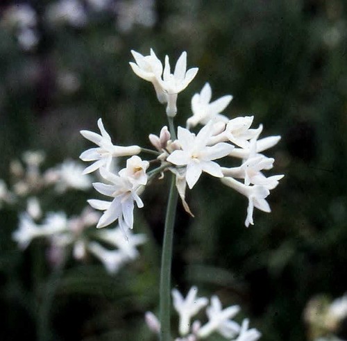 Tulbaghia violacea alba - tulbaghia, alba’