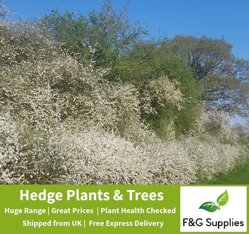 Blackthorn hedge plants - plants, native