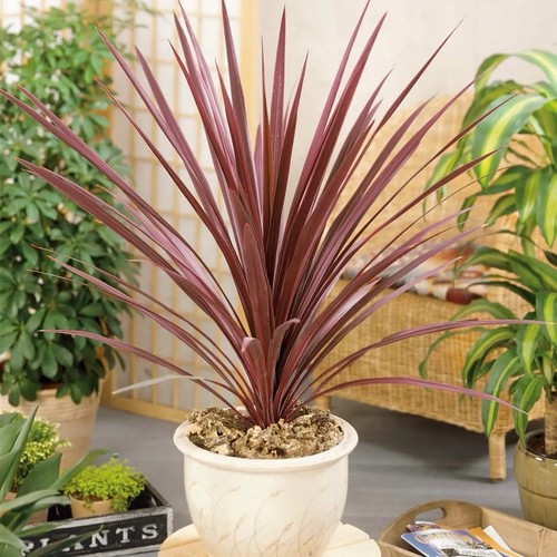 Cordyline red star pot - cordyline,