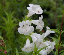 Penstemon Wedding Day 3x Large
