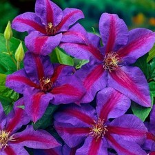 1 x Mrs N Thompson Clematis