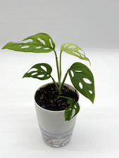 MONSTERA ADANSONII SWISS