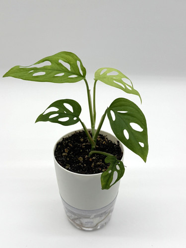 Monstera adansonii swiss - monstera,