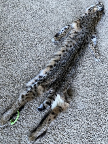 Tom bobcat complete taxidermy - bobcat,