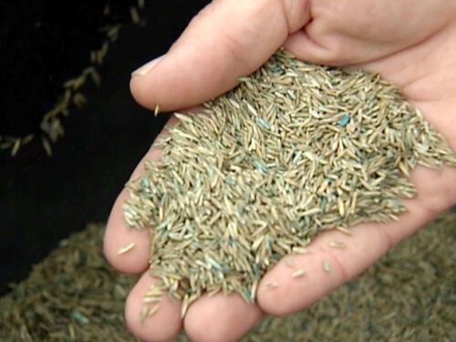 Grass lawn seed johnsons - grass,