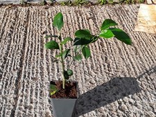 Calamondin citrus tree - citrus, –