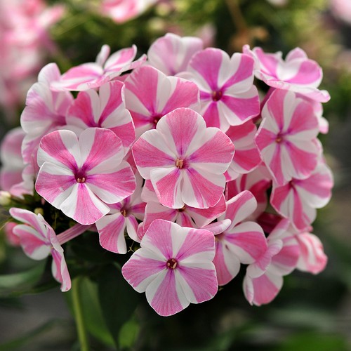 Garden phlox natascha bicolour - garden,
