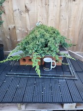 Bonsai Juniper ( Procumbens