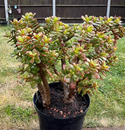 Crassula ovata subset - crassula, –