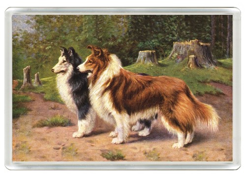 Shetland sheepdog sheltie dog - sheepdog,