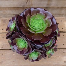 Aeonium Velour 9cm Pot Dark