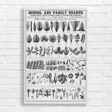 Botanical Leaf Varieties