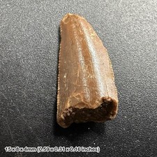 Genuine raptor dinosaur tooth