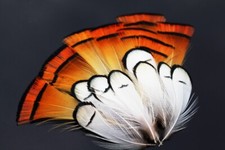 50 pcs White Golden Natural Color Pheasant Head Crest Feather Fly Tying Material