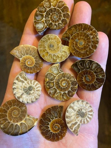 Fossil cleoniceras ammonite - cleoniceras,