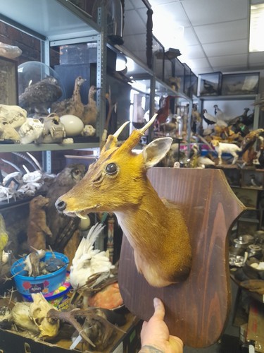 Taxidermy muntjac deer - deer, wall