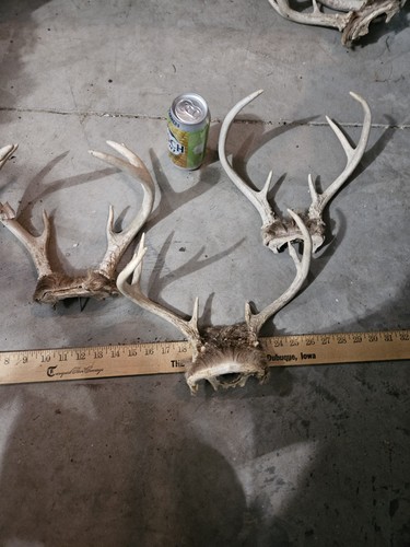 Lot wild whitetail - of,