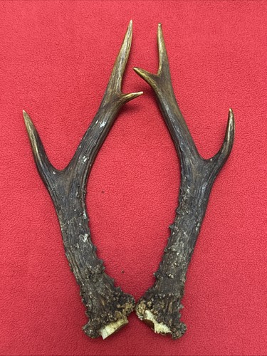 Pair roe deer antlers - roe,