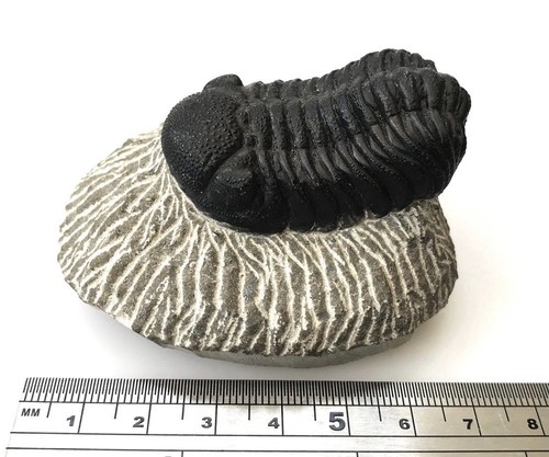 Genuine fossil trilobite - genuine,