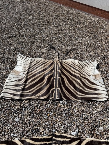 Zebra hide lovely - lovely, of