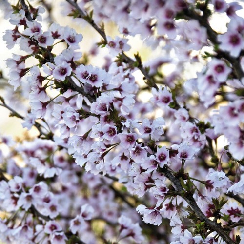 Cherry blossom tree - tree, garden
