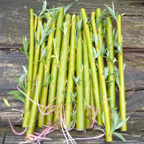 20cm hybrid willow - 20,