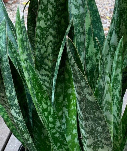 Snake plant cuttings - plant,