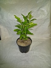 Lemon Tree, Citrus limon