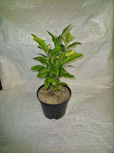 Lemon tree citrus - citrus, limon