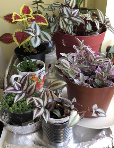 Mystery house plant cutting - mystery,