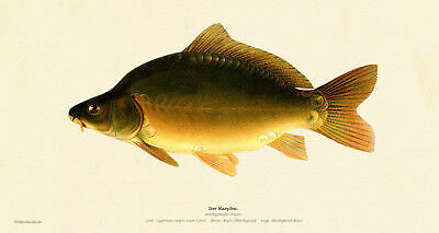 The carp cyprinus carpio - the, race