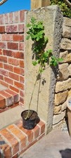 English White Oak Tree  100 cm