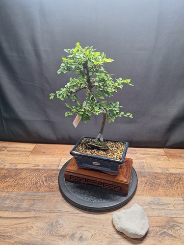 608 shape chinese - #608,