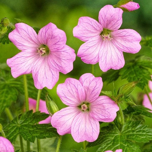 Pink hardy geranium - 3x,