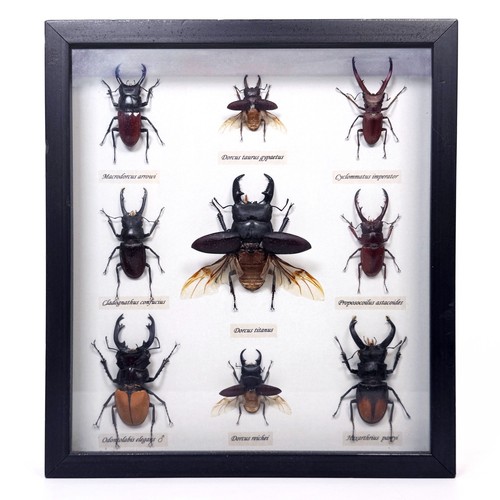 Giant stag beetle display - giant,