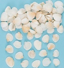 Mini Craft Shells Natural