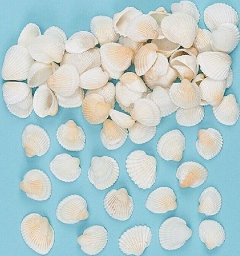 Mini craft shells natural - mini,