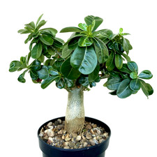 Adenium obesum "Desert Rose" +