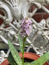 Dactylorhiza Common Spotted