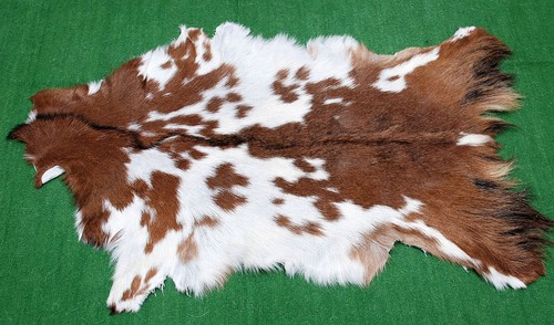 Luxury goat hide - hide, on