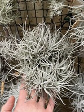 Tillandsia reducta - tillandsia,
