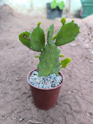 Opuntia brasilopuntia