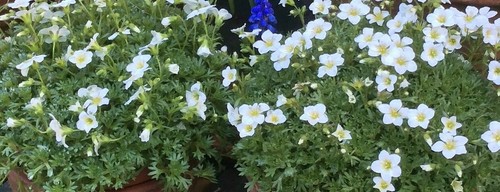 Saxifraga white star 9cm - saxifraga, star'-