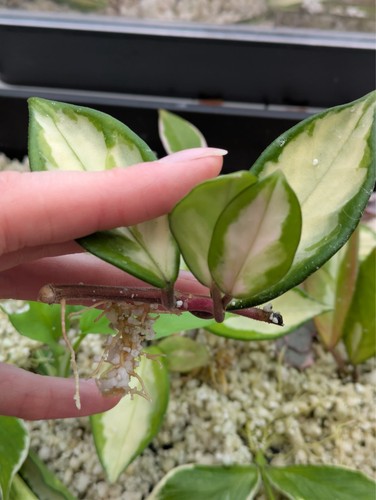 Hoya carnosa tricolour rooted - hoya,