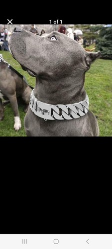 Heavy duty dog - , collar