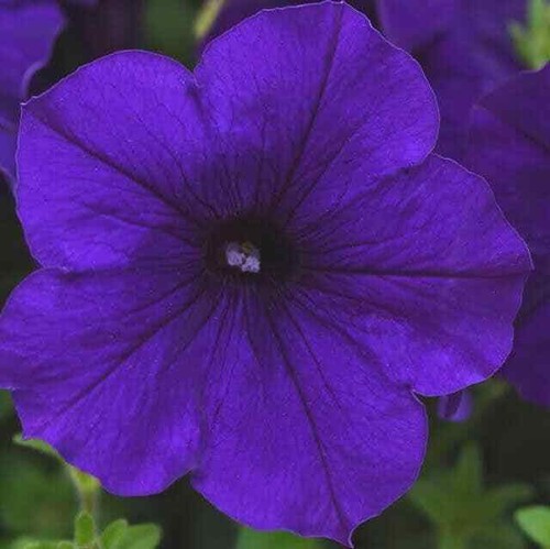 Petunia multiflora quinto blue - petunia,