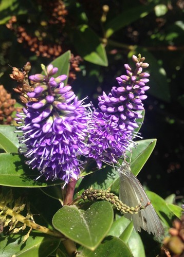 Hebe franciscana 100 seeds - hebe,