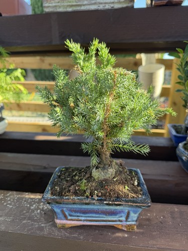 Juniper bonsai tree - bonsai,